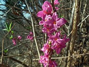 15 Fiori di Mezereo